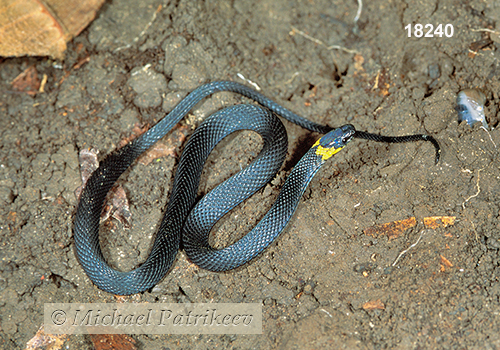 Ringneck Coffee Snake (Ninia diademata)